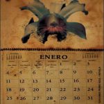 La flor del calendario